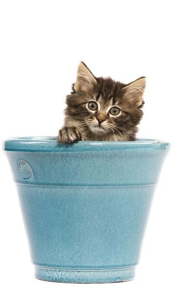 Norwegian Forest Cat  /  Norsk Skogkatt - 8 week old kitten in blue pot