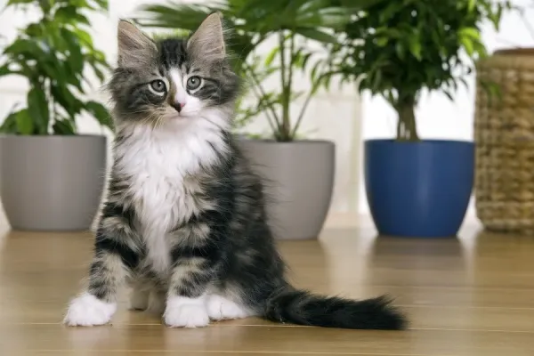 Month Forest Kitten Norwegian Forest Silver And White Mackerel