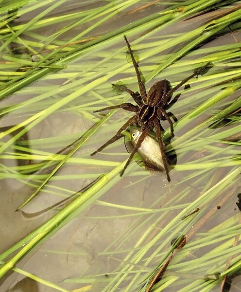 Nursery Web  /  Water Spider - Eating fish - Australia JPF03405