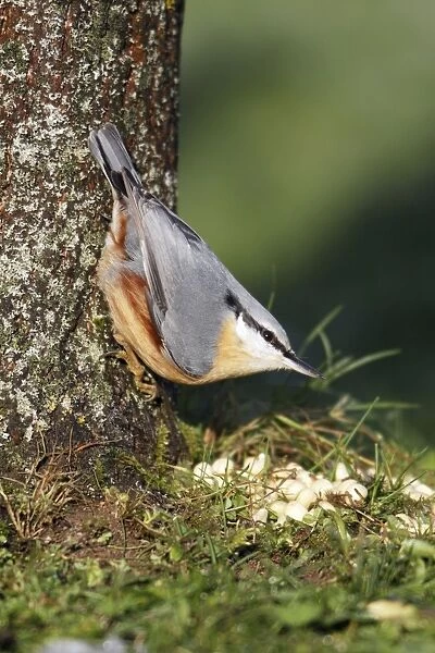Nuthatch - At foot of tree - Lower Saxony, Germany