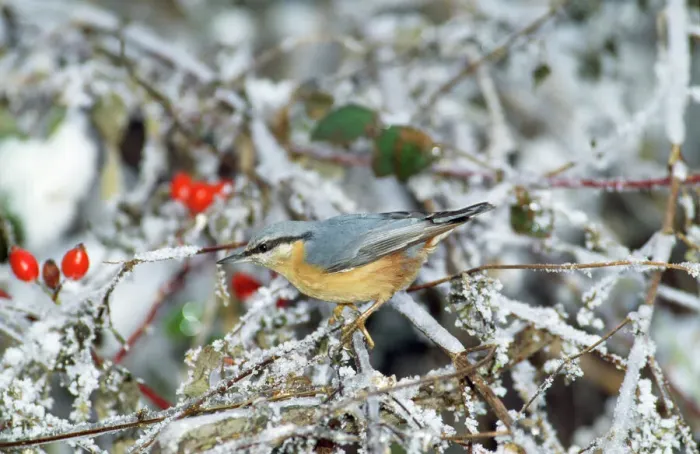 Framed Print : Nuthatch in Winter Print (WAT-229) Framed Print : Nuthatch in Winter Print (WAT-229)
