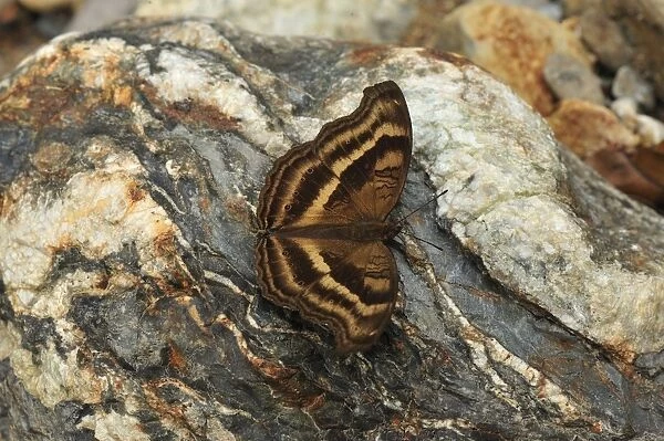Nymphalid butterfly - Gunung Leuser National Park - Bukit Lawang - Northern Sumatra - Indonesia