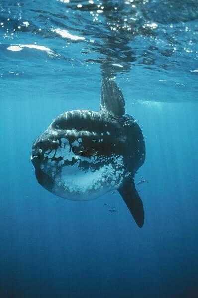 Ocean Sunfish DSE 34 Mola mola © Douglas David Seifert  /  ardea. com