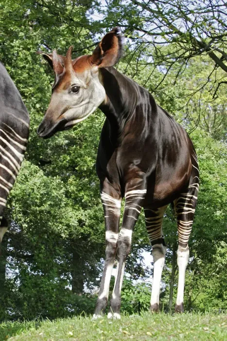 Framed Print : Okapi - Male Print (WAT-16612) Framed Print : Okapi - Male Print (WAT-16612)