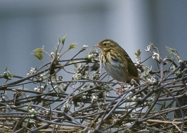 Olive-backed  /  Indian Tree Pipit