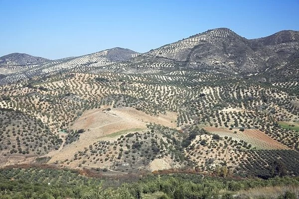 Olive Plantations - on hill slopes, beside township Olvera, Andalucia, Spain