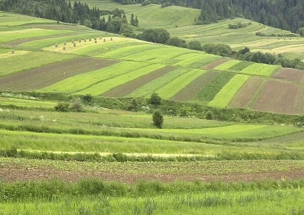 Open field systems in Tatra foothills, southern Poland, near Nowy Sacz