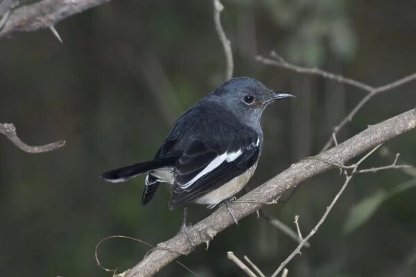 Oriental Magpie Robin - Female perched on branch Widespread throughout most of India in gardens, groves and open broadleaved forests. Photographed in Keoladeo Ghana National Park, Bharaptur, India, Asia