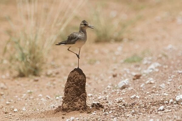 Oriental Plover - standing on termite mound This bird along the Gary Junction Highway 45 km east of Kiwirrkurra Aboriginal Community in Western Australia not far from the Northern Territory border