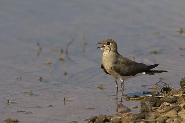 Oriental Pratincole At a stock drinking pond beside the Gibb River Road, Kimberley, Western Australia