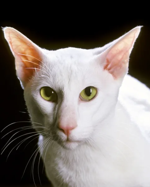 Oriental Shorthair - white