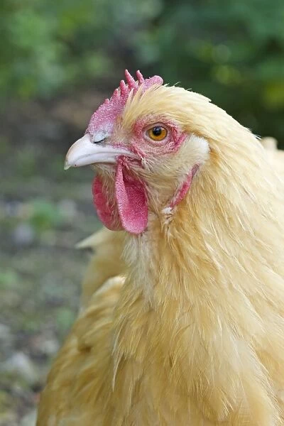 Orpington Buff Domestic chicken breed Essex, UK BI021197