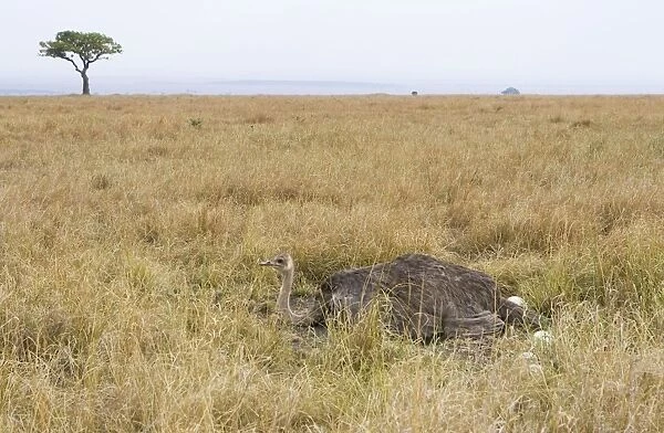 Ostrich - female at nest - Masai Mara Triangle - Kenya