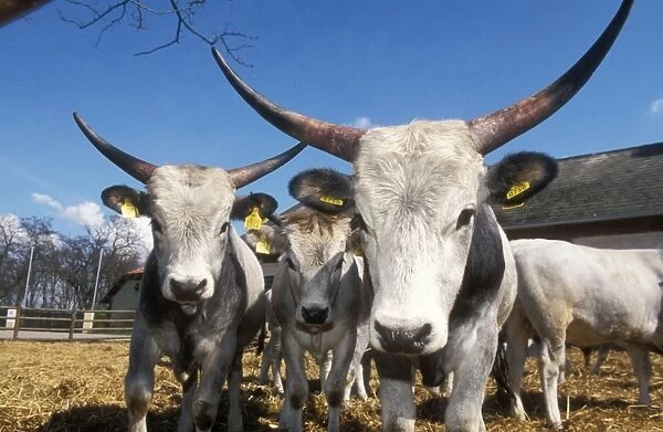 Oxen Of the steppe, Austria