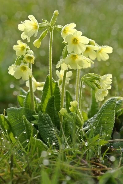 Oxlip - in full bloom covered in dew at an early spring morning