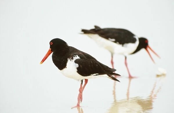 Oystercatcher - foraging at water's edge on surf beach for Eugarie shell (Donax deltoides)