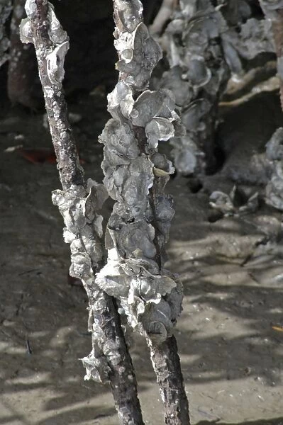 Oysters encrusting the roots of mangroves; West Indies