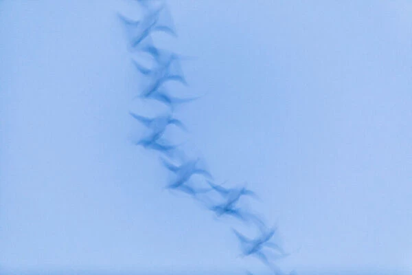 P2A4678. Greylag goose - blurred impression of birds flying at dusk