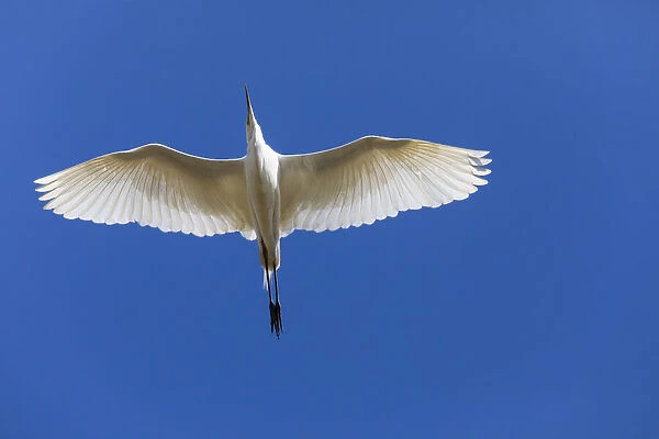 P2A6731. Great Egret - in flight, North Hessen, Germany Date: 11-Feb-19
