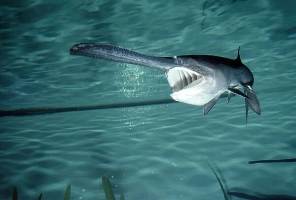 Paddlefish - with mouth open - Mississippi River Basin - USA