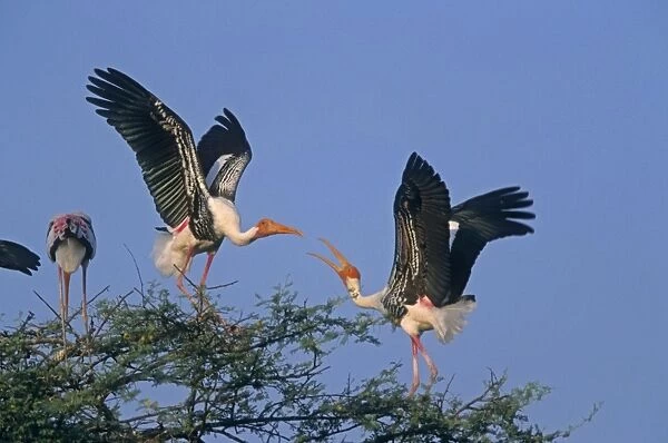 Painted Storks fighting, Keoladeo National Park, India