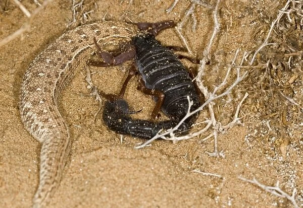 Parabuthus Scorpion - Eating a Sidewinder, after kiliing and dragging it into the undergrowth - Namib Desert -Namibia - Africa