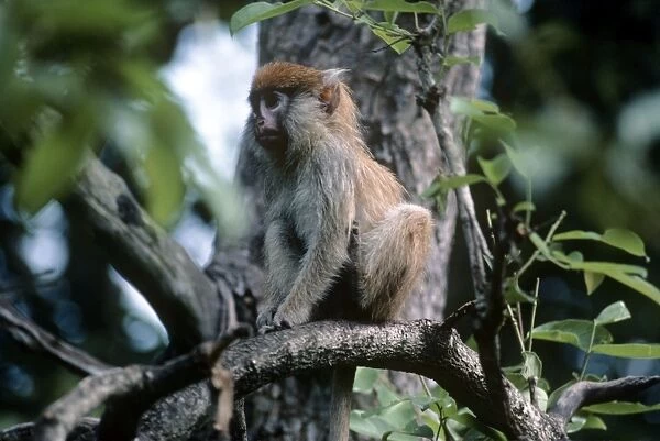Patas Monkey - juvenile - Gambia