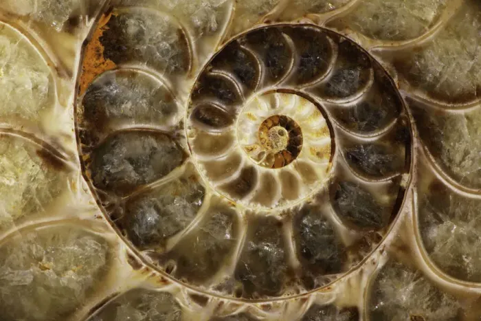 Framed Print : Upper Early Cretaceous Ammonite Print Framed Print : Upper Early Cretaceous Ammonite Print