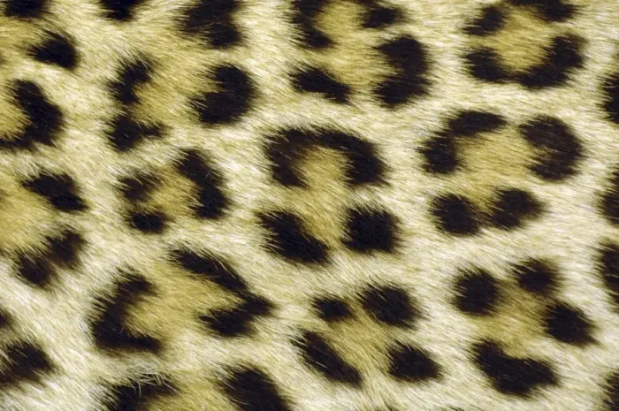 Framed Print : Leopard Spot Print Framed Print : Leopard Spot Print