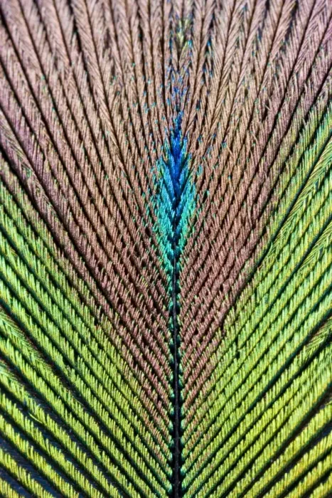 Framed Print : Peacock Feather Print Framed Print : Peacock Feather Print