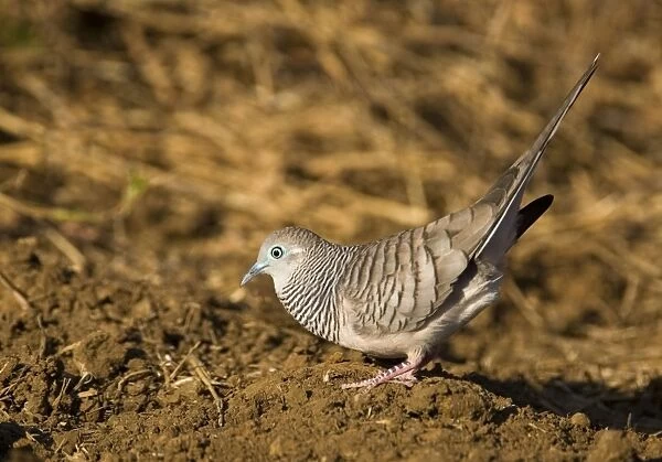 Peaceful Dove displaying Common in well watered open country, woodlands and into country towns, across north, east and central Australia. Near an overflowing cattle trough, Gibb River Road, Kimberley, Western Australia