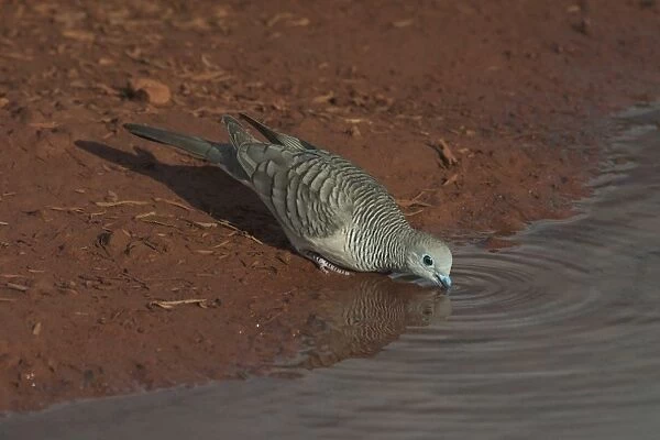 Peaceful Dove - drinking at a pool at dawn At Lajamanu an aboriginal community on the edge of the Tanami Desert, Northern Territory, Australia. Endemic to Australia