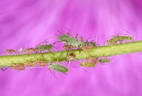 Peach-Potato Aphid  / Common Greenfly - Group of juveniles on plant stem UK Pest of wide range of garden plants