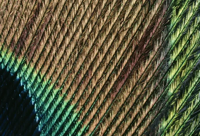 Framed Print : Peacock Tail Feather Close-up Print Framed Print : Peacock Tail Feather Close-up Print