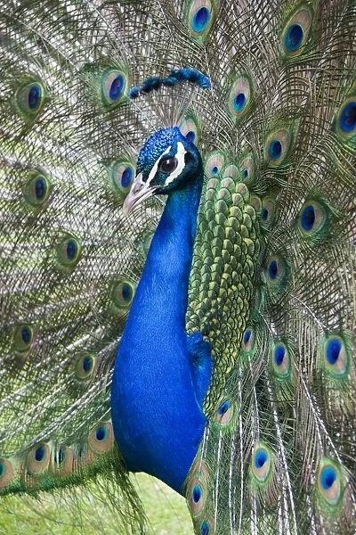 Peafowl - peacock displaying - England, UK