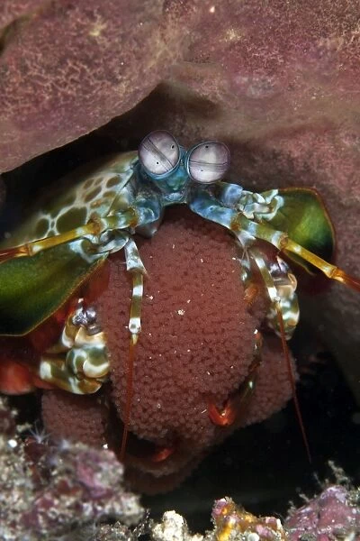 Peecock Mantis - shrimp with eggs - Indonesia