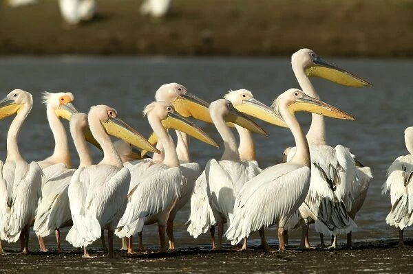 Pelican blanc