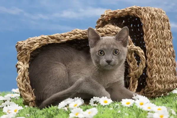 Russian Blue Cat Blue Burmese Kitten Burmese Blue Cat Print Month