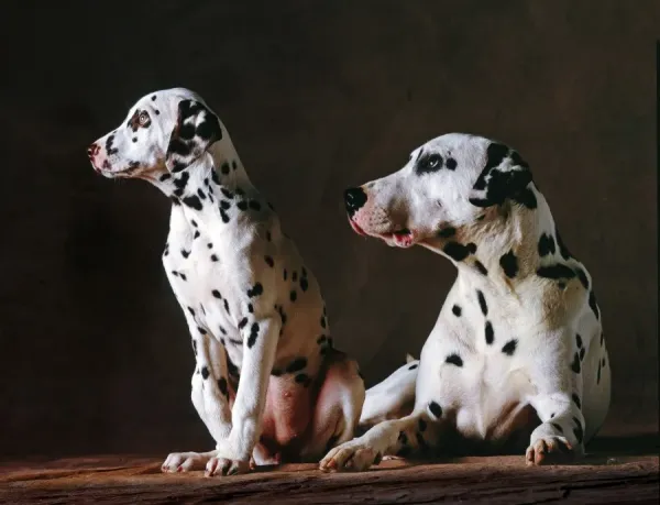 paul iribe les robes amazon