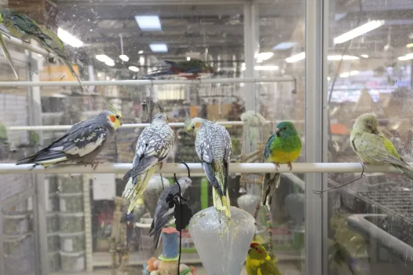 Shops that sell budgies sale