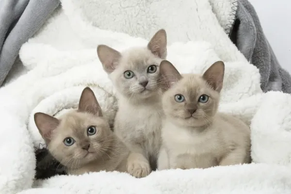 Tonkinese Cat Kittens Print Siamese and Burmese Art