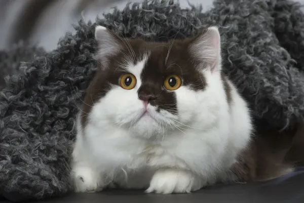 White and Chocolate British Longhair Cat Print May Art