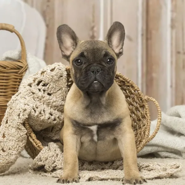 French Bulldog Puppy Print Indoor Art Prints, Posters - Main Image