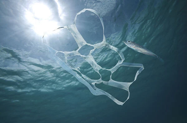 This brewery is ditching plastic six-pack rings to save marine life | World  Economic Forum