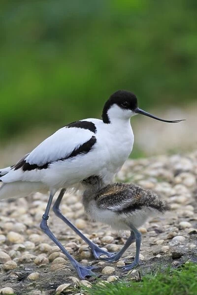 Pied Avocet - protecting young. Pensthorpe - Norfolk - UK