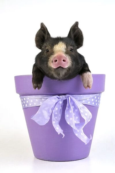 PIG. Berkshire piglet in plant pot