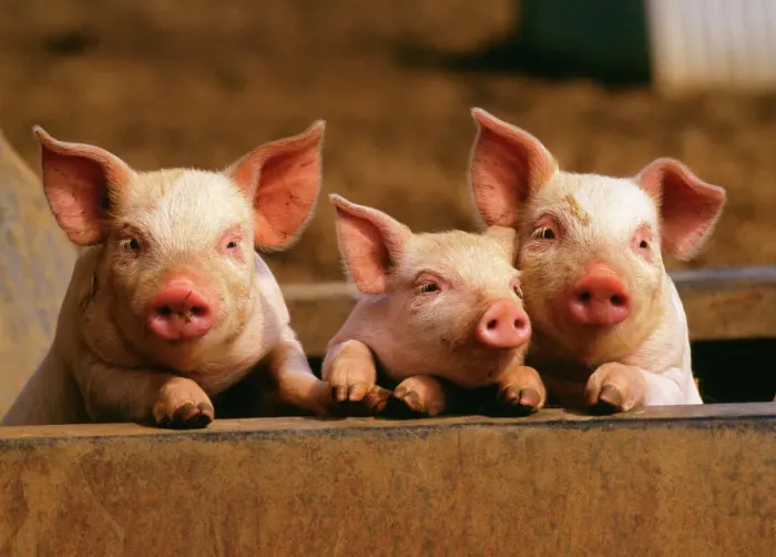 Framed Print : Three Piglets Print Framed Print : Three Piglets Print