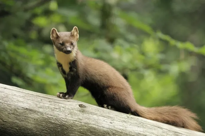 Framed Print : Pine marten Print, Germany Framed Print : Pine marten Print, Germany