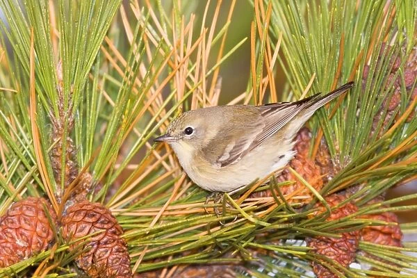 Pine Warbler - first winter female, Connecticut in December