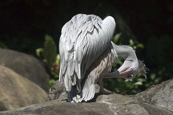 Pink-backed Pelican - Preening An African species inhabiting lakes dams estuaries lagoons and slow moving rivers